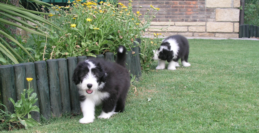 Frodo y Fiona de Gianvie