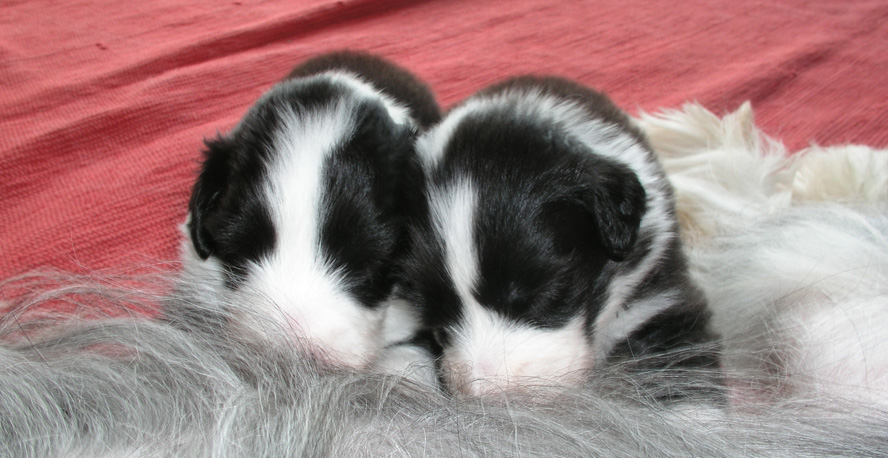 Frodo y Fiona de Gianvie